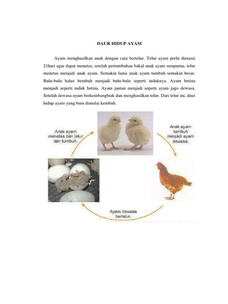 Daur Hidup Ayam | PDF