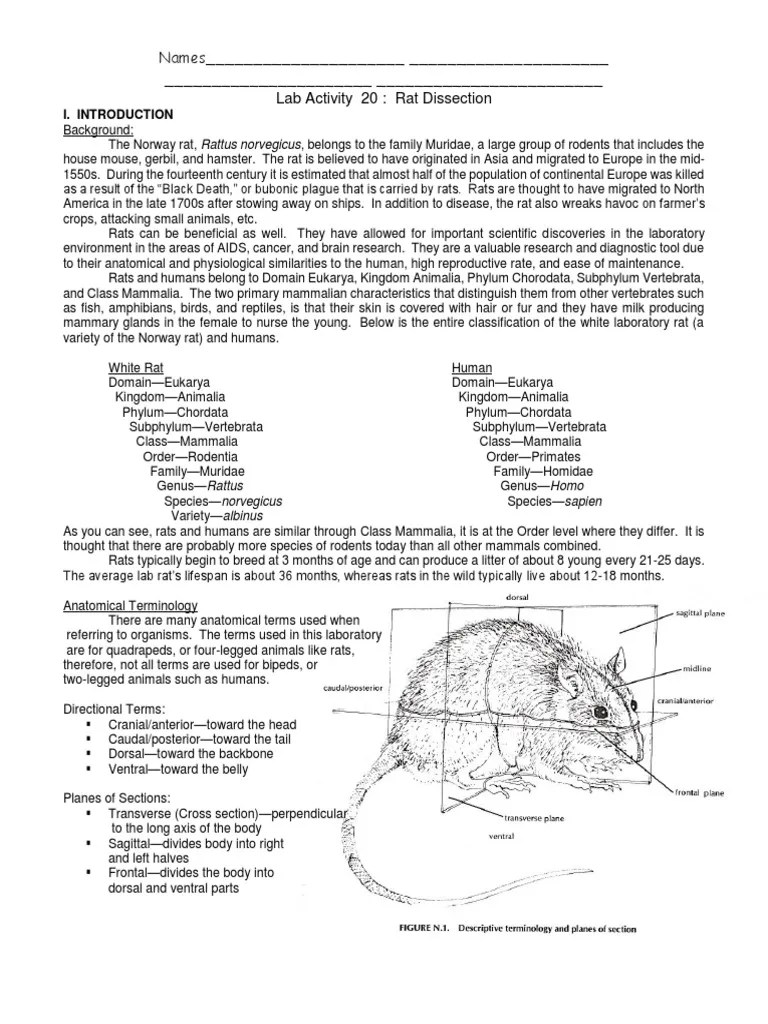 Names Lab Activity 20 Rat Dissection PDF Heart Valve Heart