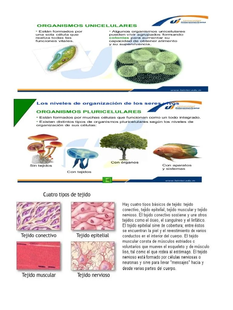 organismos pluricelulares.docx
