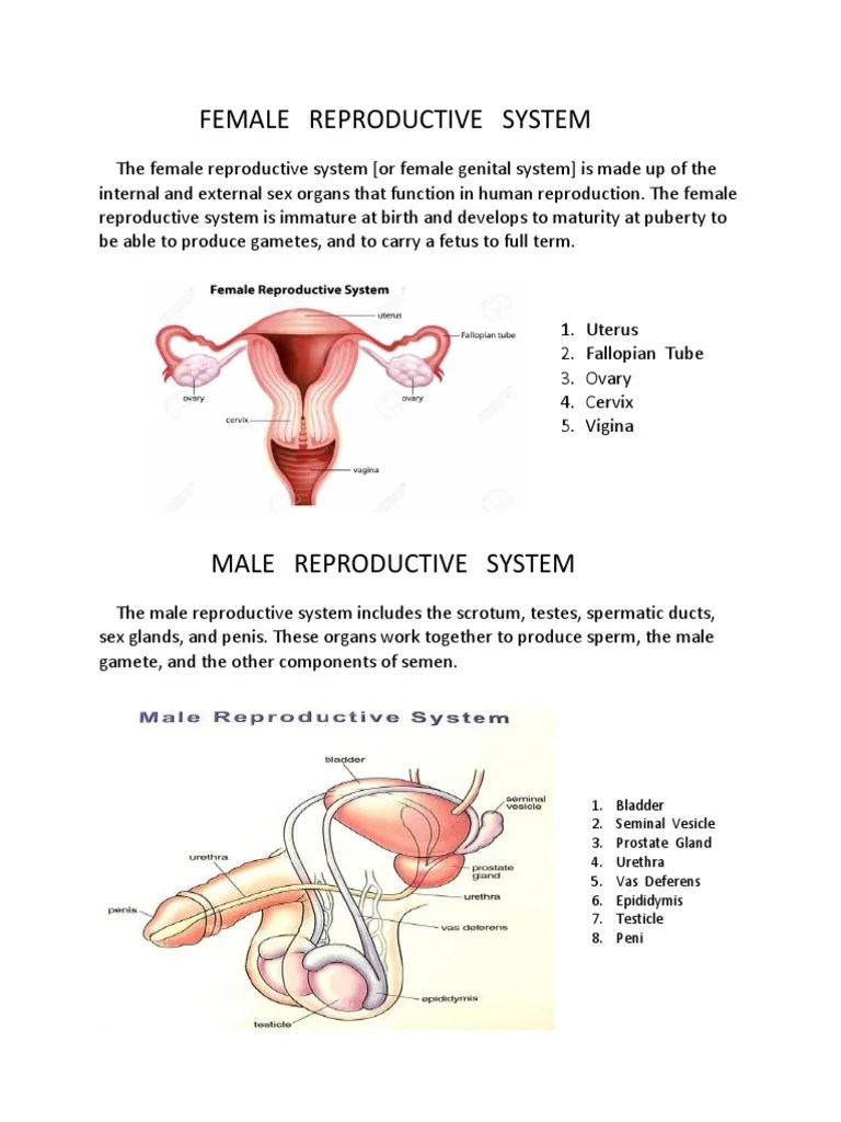 Human Reproductive System.docx Reproductive System Human Reproduction