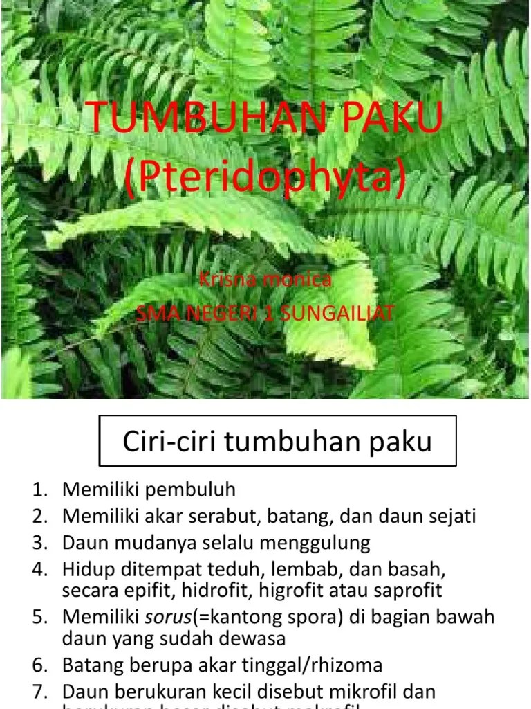 Tumbuhan Paku (Pteridophyta) : Krisna Monica Sma Negeri 1 Sungailiat | PDF