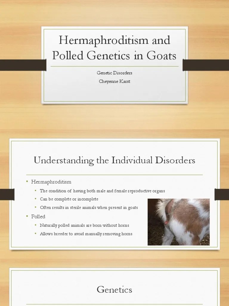 Hermaphrodite Goats PDF