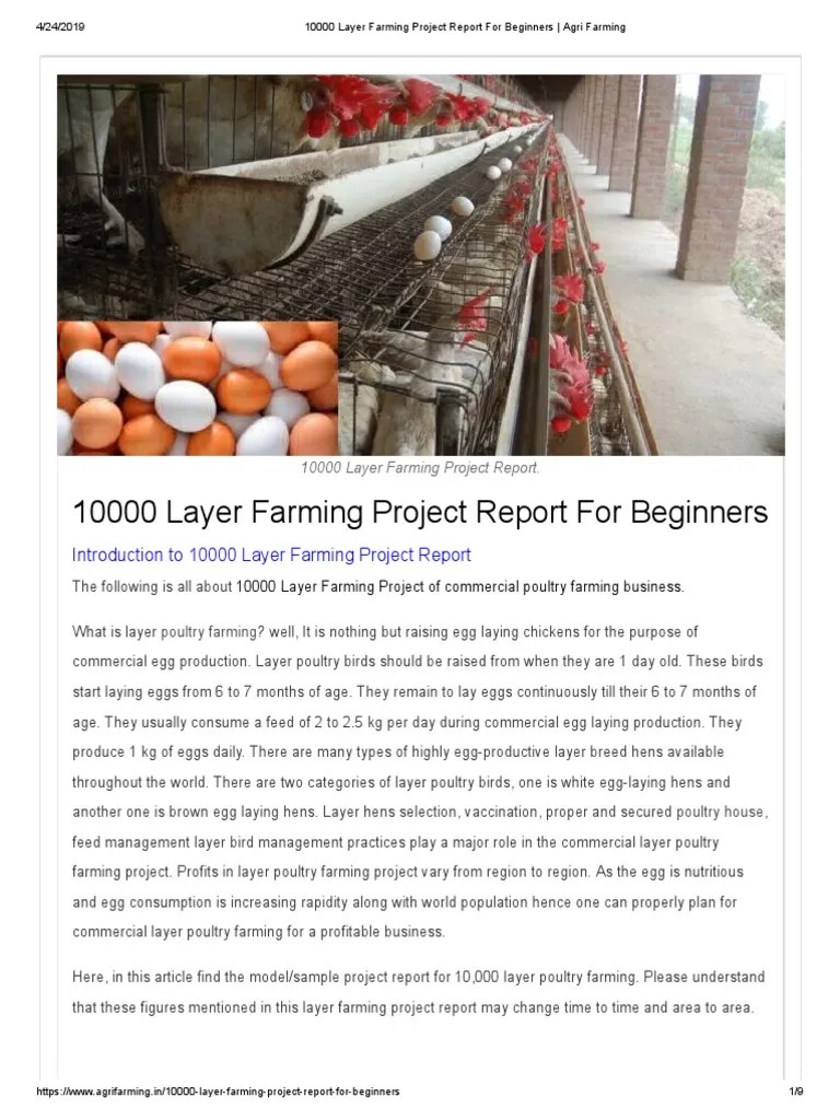 Layer Farming Project Report For Beginners Poultry Farming Chicken