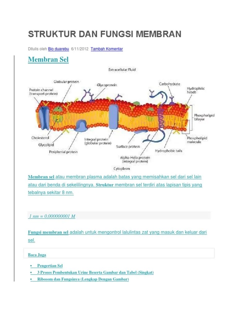 Fungsi Protein Globular Pada Membran Sel