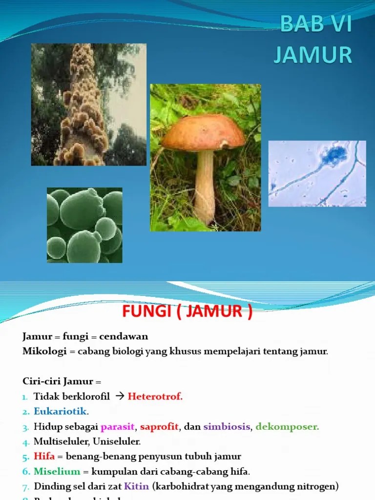 Bab. 6 Fungi (Jamur) | PDF