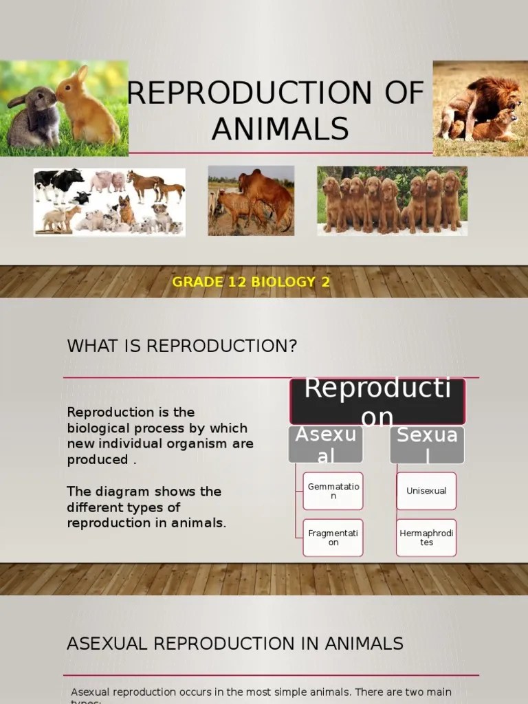 Reproduction of Animals Sexual Reproduction Male