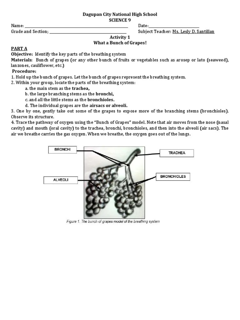 Activity 1what A Bunch of Grapes | PDF | Breathing | Lung