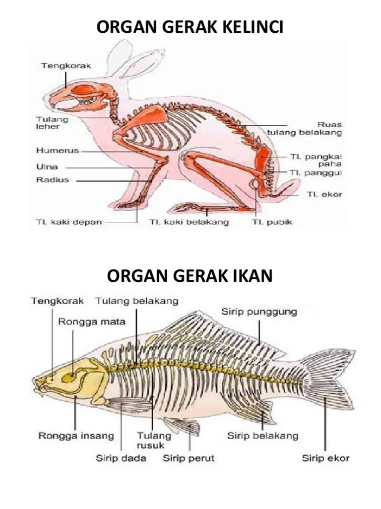Organ Gerak Ular – Sedang
