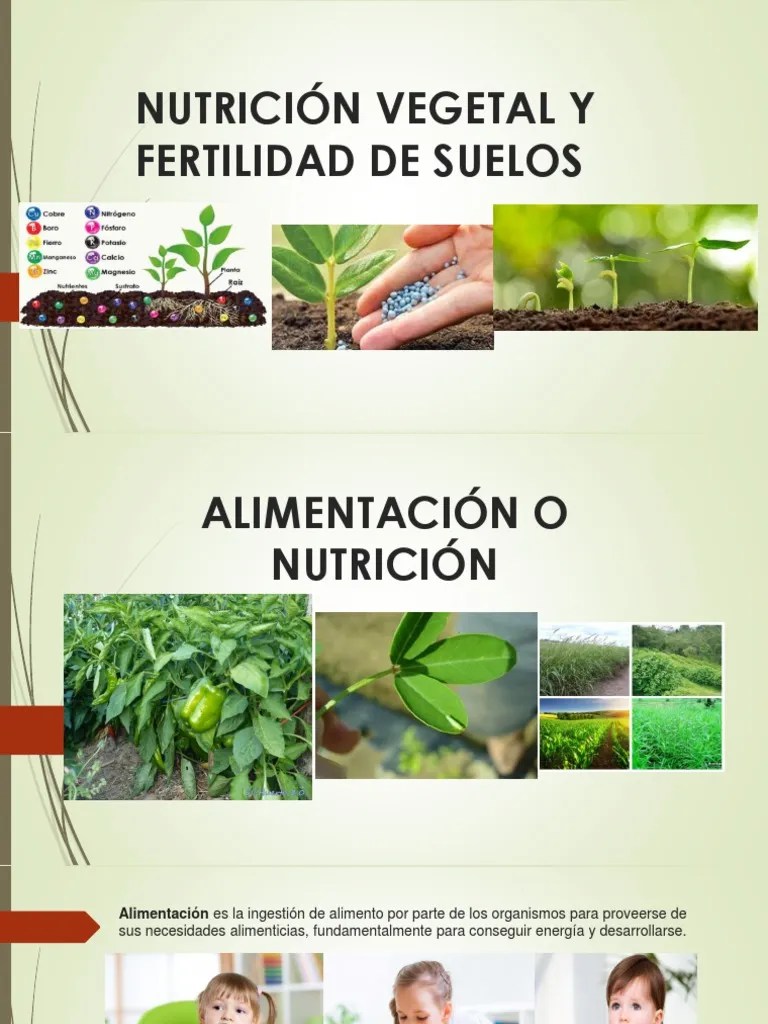 Nutrición Vegetal y Fertilidad de Suelos Raíz Plantas