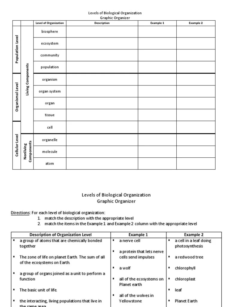 Level of Biological Organization Graphic Organizer PDF PDF Leaf Life