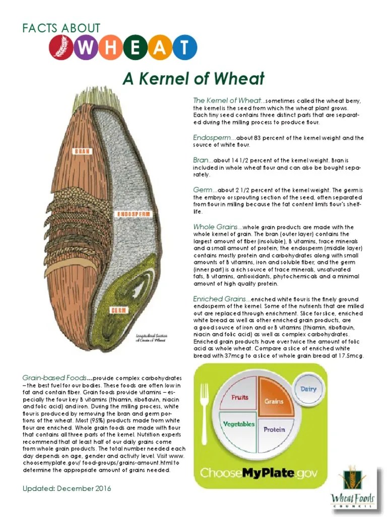 Wheat Kernel Composition Whole Grain Flour