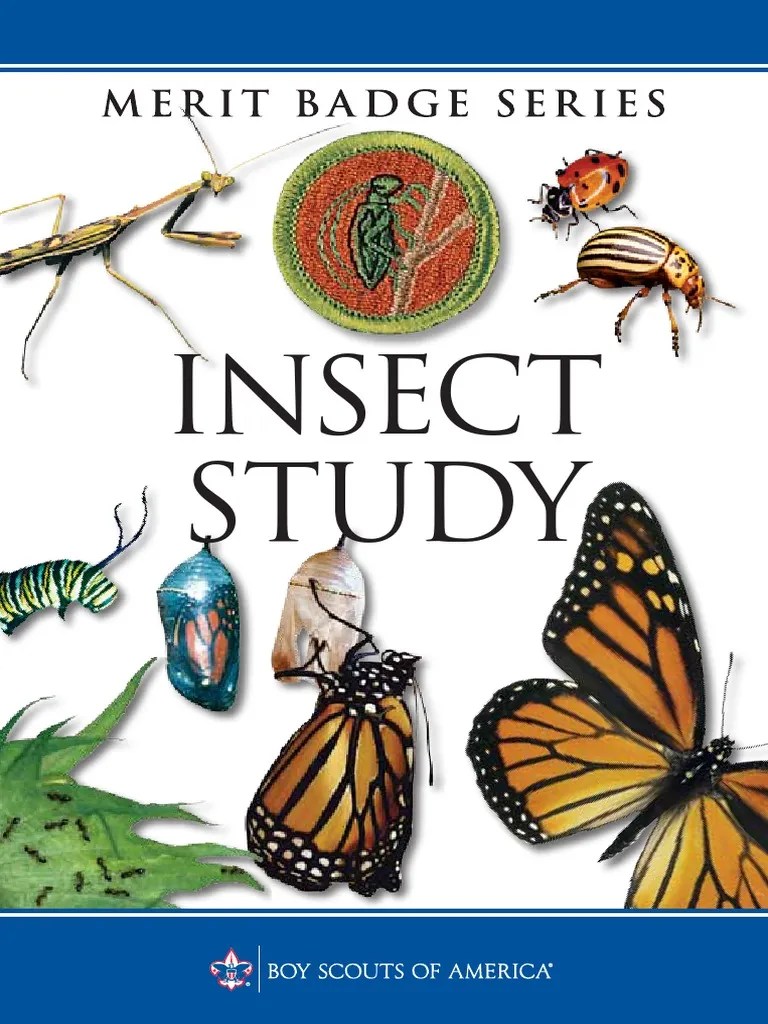 Insect Study Insects Eye