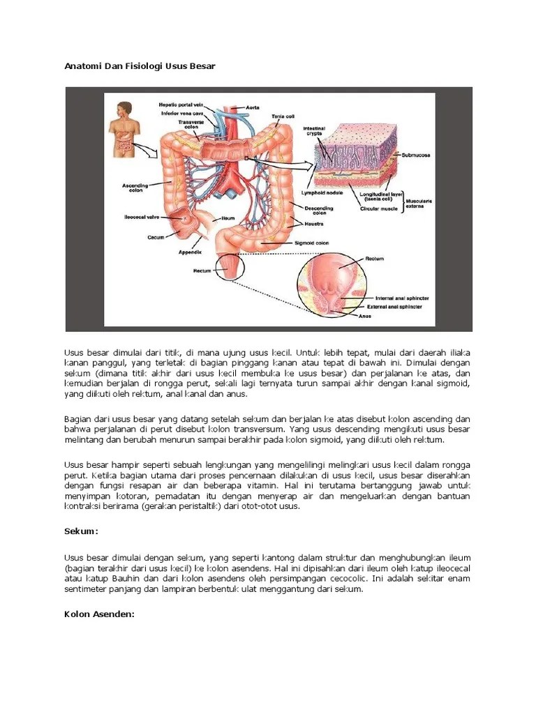 Anatomi Dan Fisiologi Usus Besar | PDF