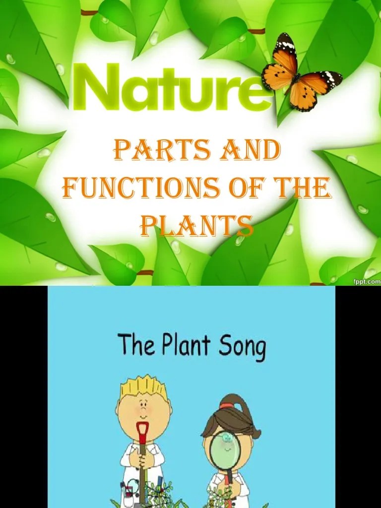 Parts and Functions of Plants A Lesson on Photosynthesis and the Roles