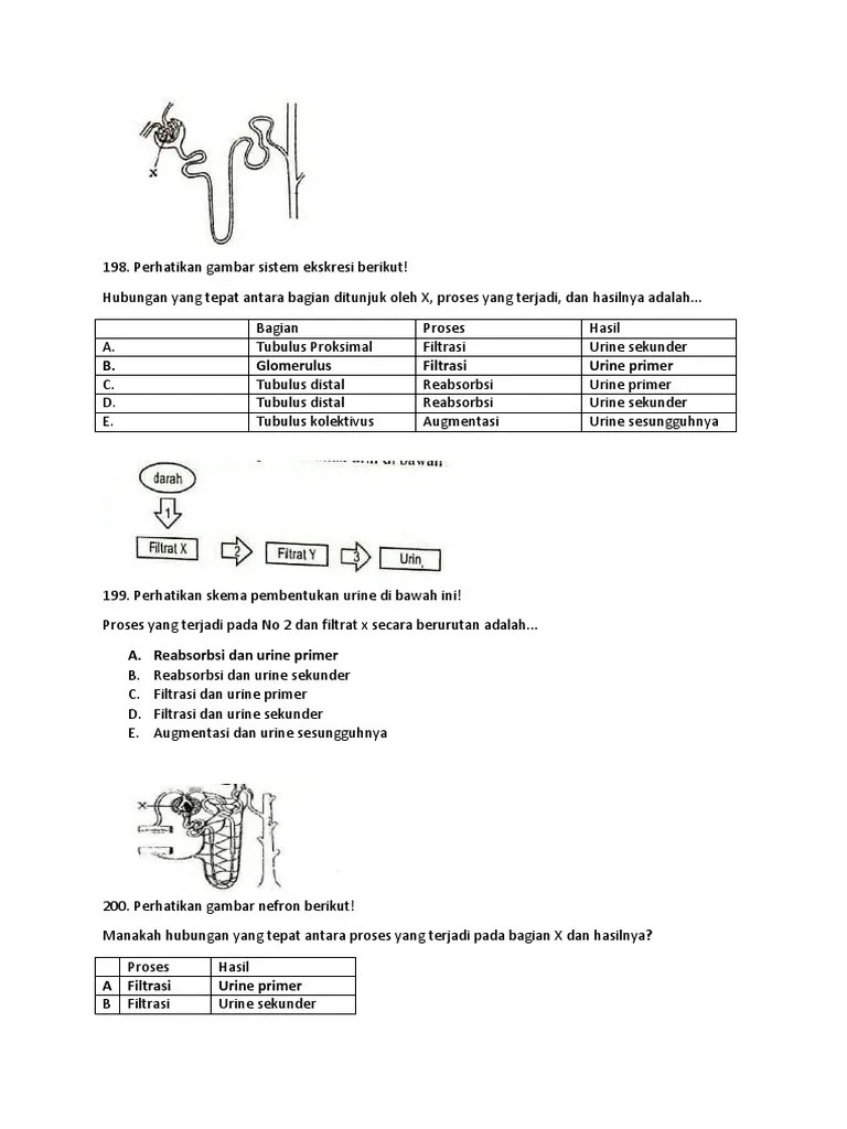 Proses Pembentukan Urine Primer Terjadi Pada Bagian » Greatnesia
