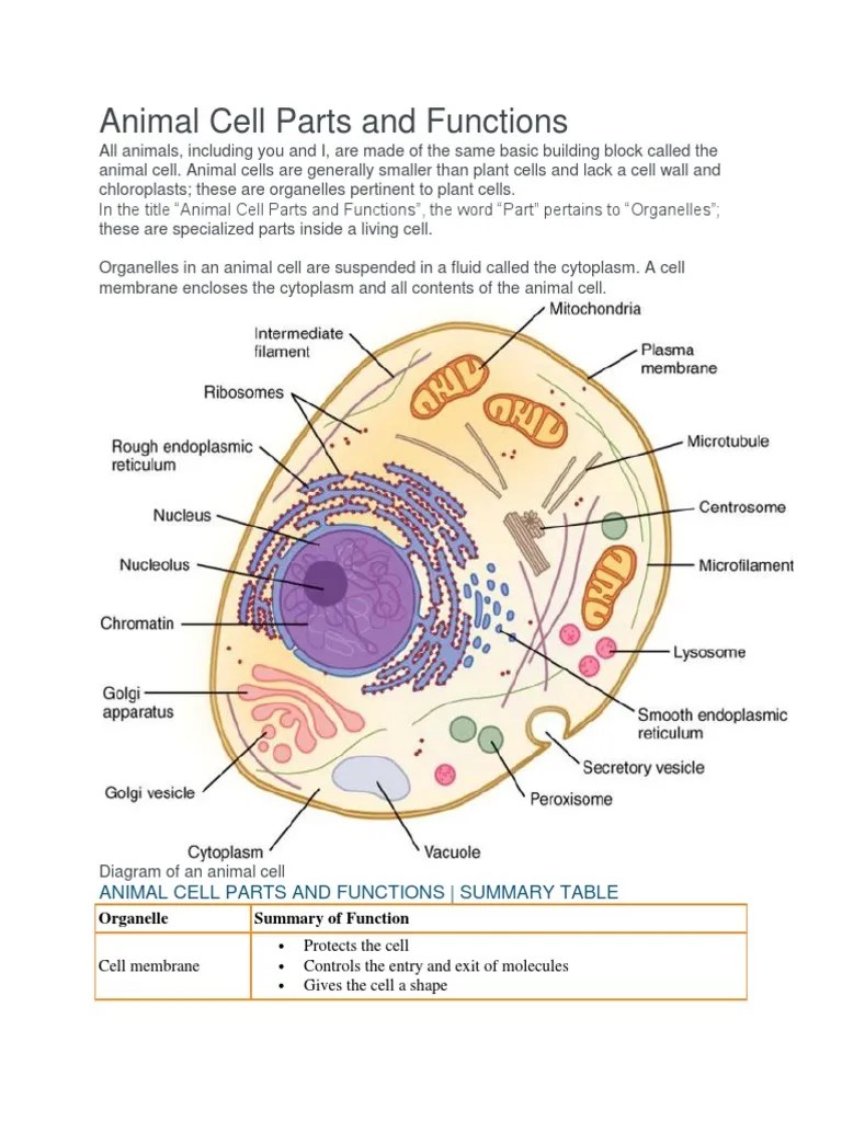 Top 107 + Animal cell and functions of each part