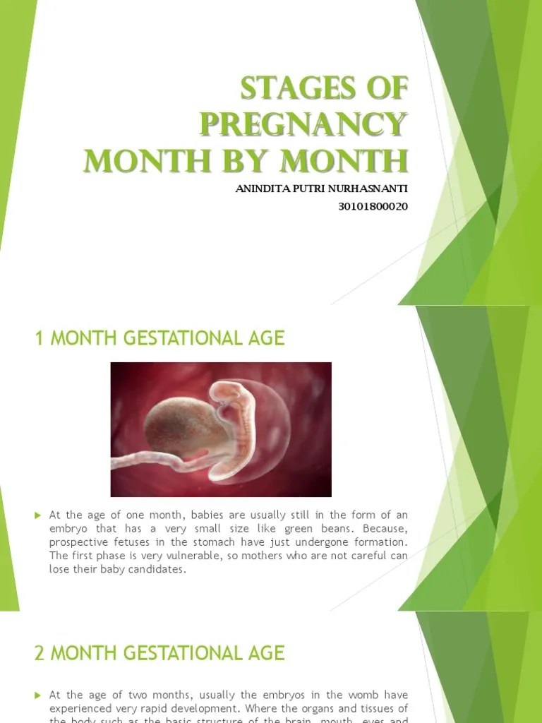 Stages of Pregnancy Month by Month PDF Fetus Prenatal Development