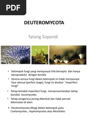 De Utero My Cota | PDF