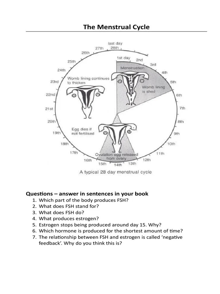 The Menstrual Cycle Questions Answer in Sentences in Your Book PDF