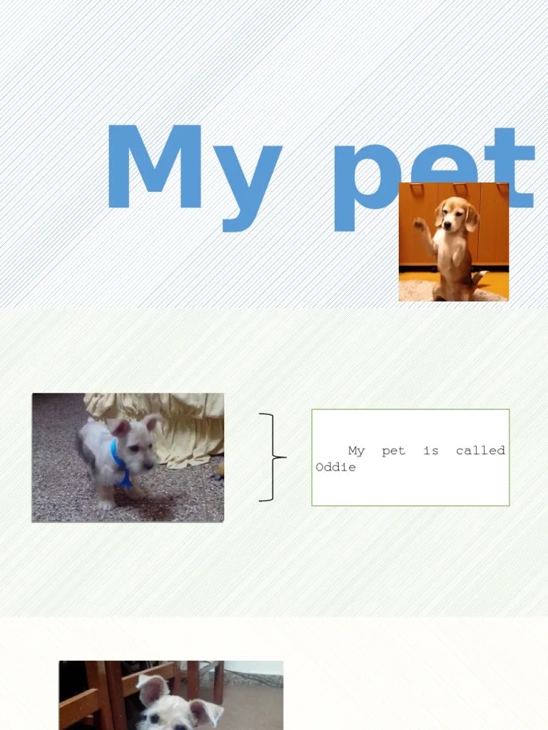 My Pet | PDF
