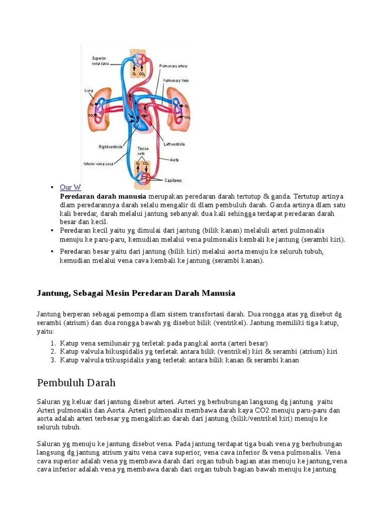 Peredaran Darah Manusia | PDF