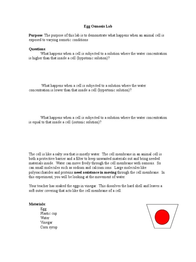 Egg Osmosis Lab PDF Osmosis Physical Sciences