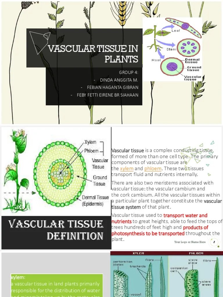 Vascular Tissue in Plants PDF Tissue (Biology) Morphology (Biology)