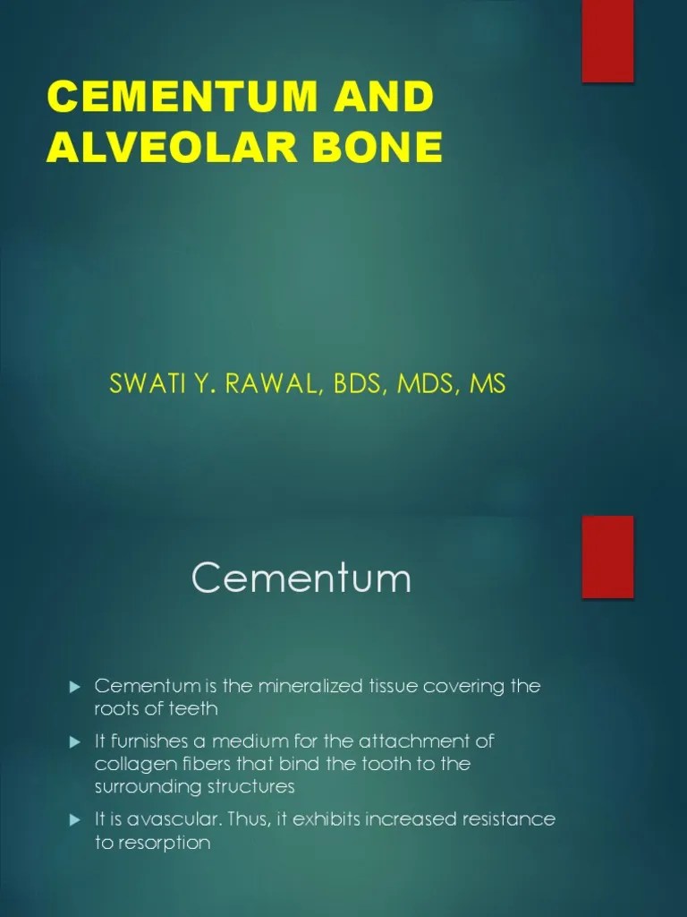 Cementum and Alv Bone 2 PDF Bone Skeletal System