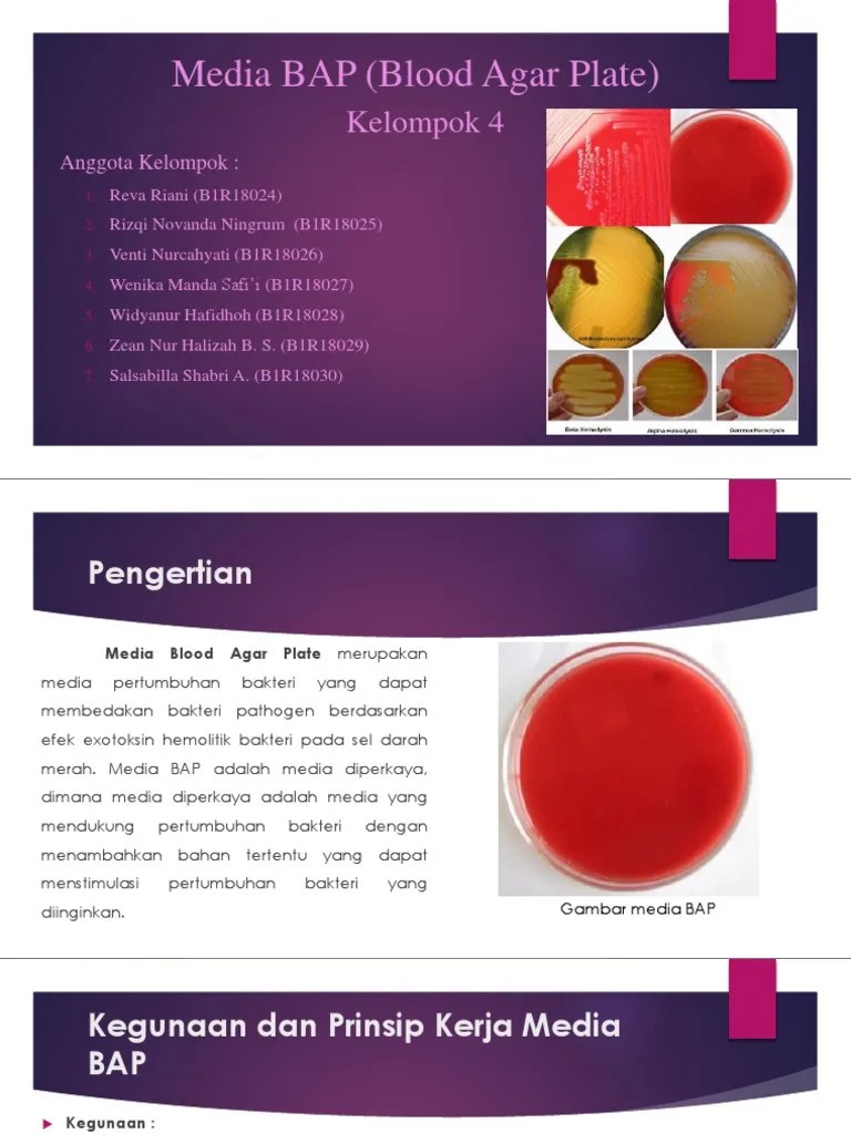 Media BAP (Blood Agar Plate) : Kelompok 4 | PDF
