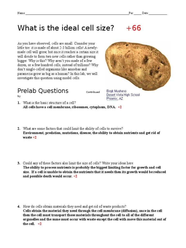 Ideal Cell Size Lab Key | PDF | Surface Area | Cell (Biology)