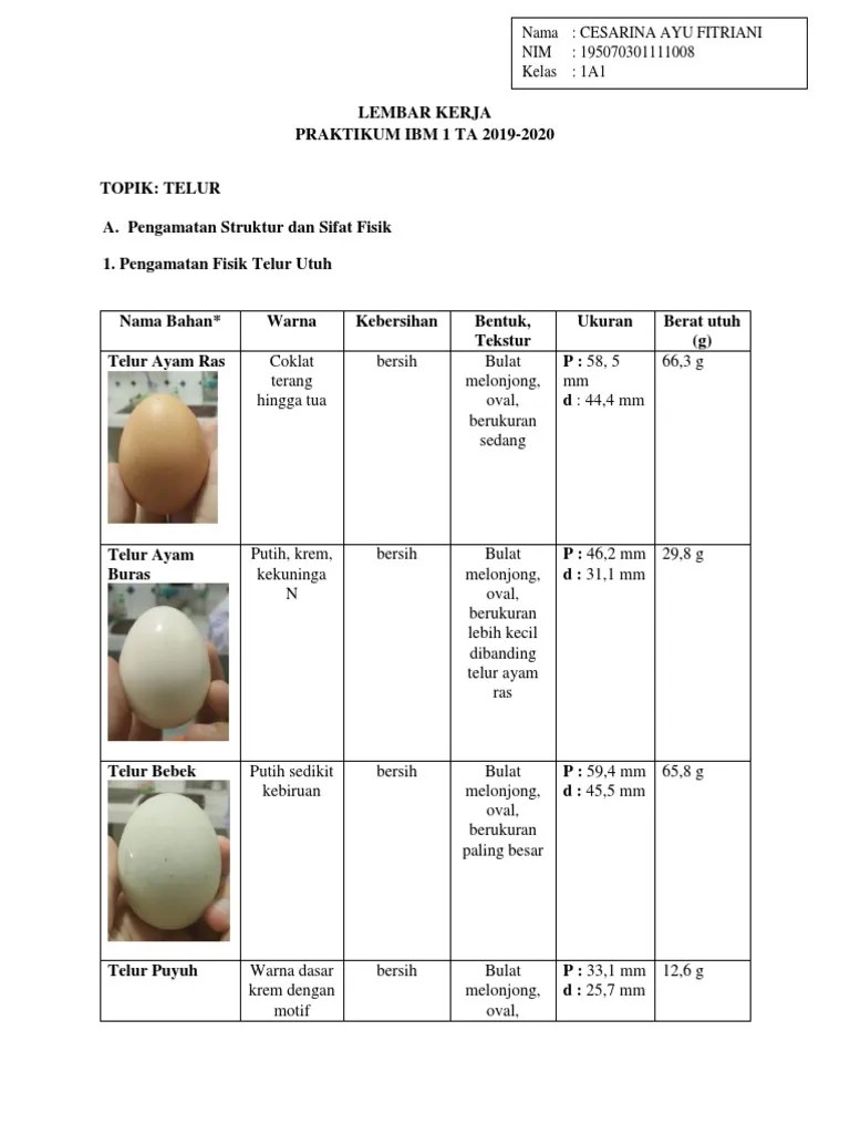 Lembar Kerja Pratikum Telur | PDF