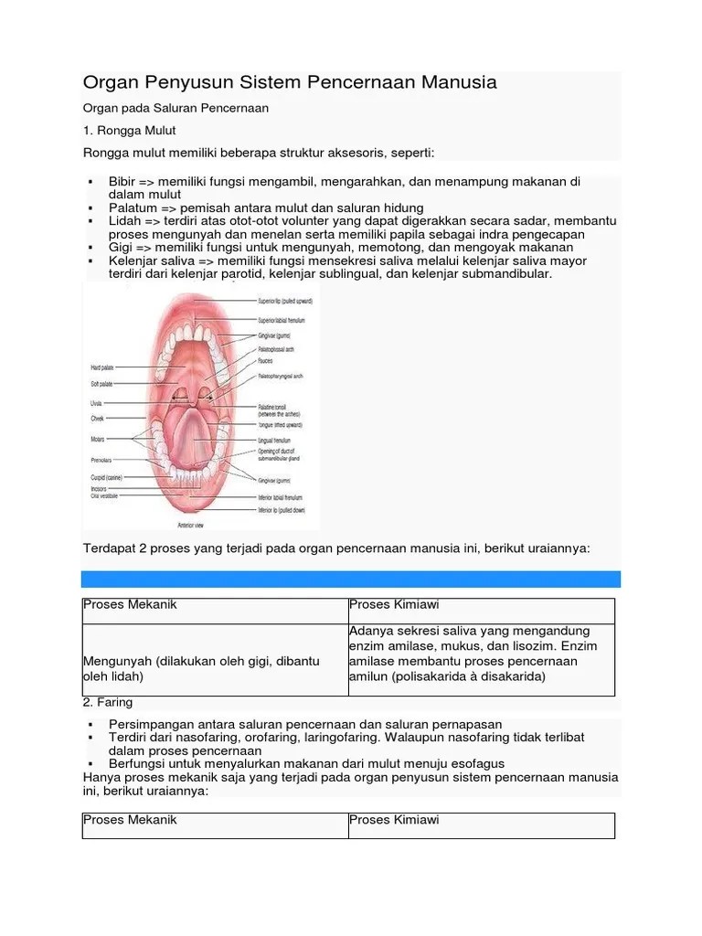 Organ Penyusun Sistem Pencernaan Manusia | PDF