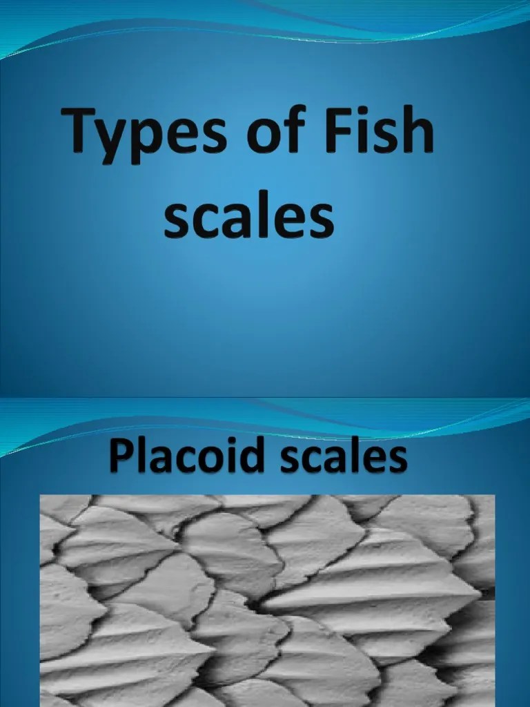 A Comparison of the Different Types of Scales Found in Fishes Placoid, Cosmoid, Ganoid, Cycloid