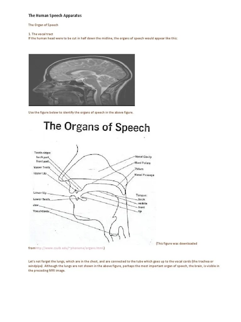 The Human Speech Apparatus Larynx Sound Production Free 30day Trial Scribd