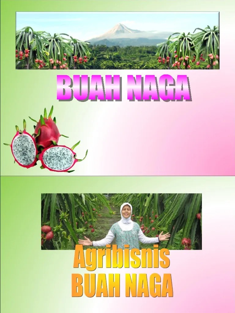 Budidaya Buah Naga