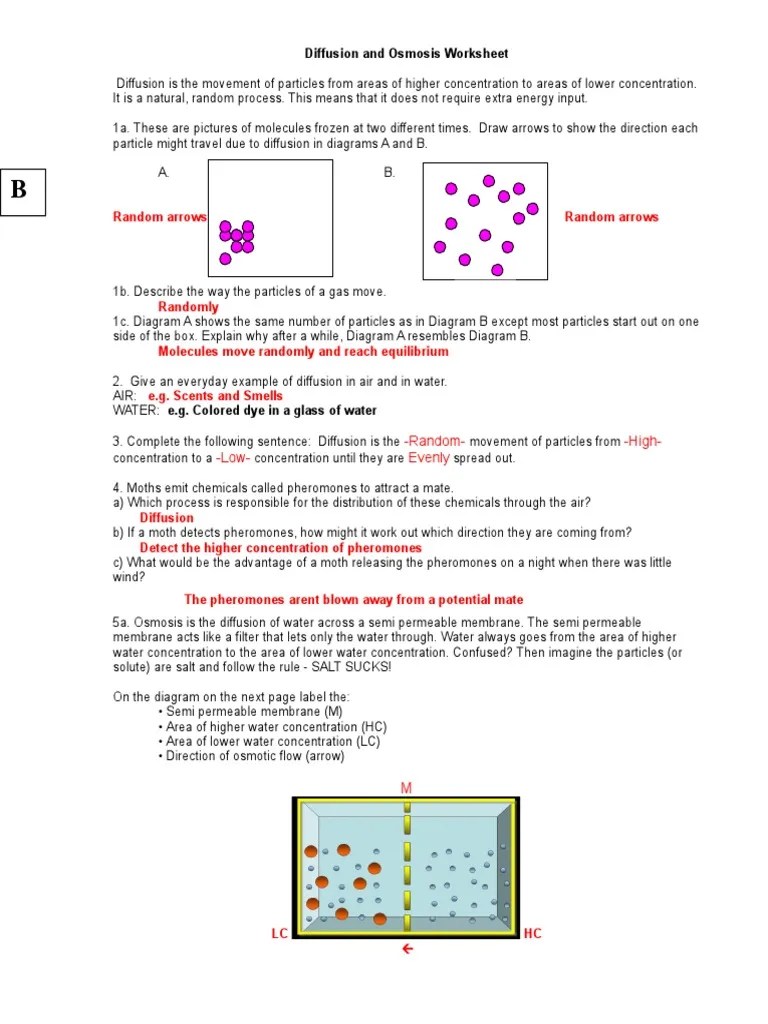 Diffusion and Osmosis Worksheet KEY 08 Osmosis Chemistry