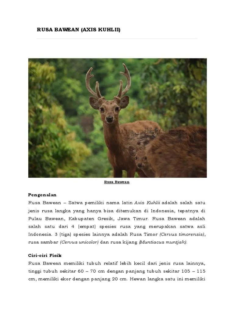 Hasil Observasi Rusa Bawea | PDF