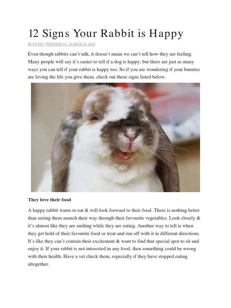 Behaviour 12 Signs Your Rabbit Is Happy PDF Rabbit Neutering