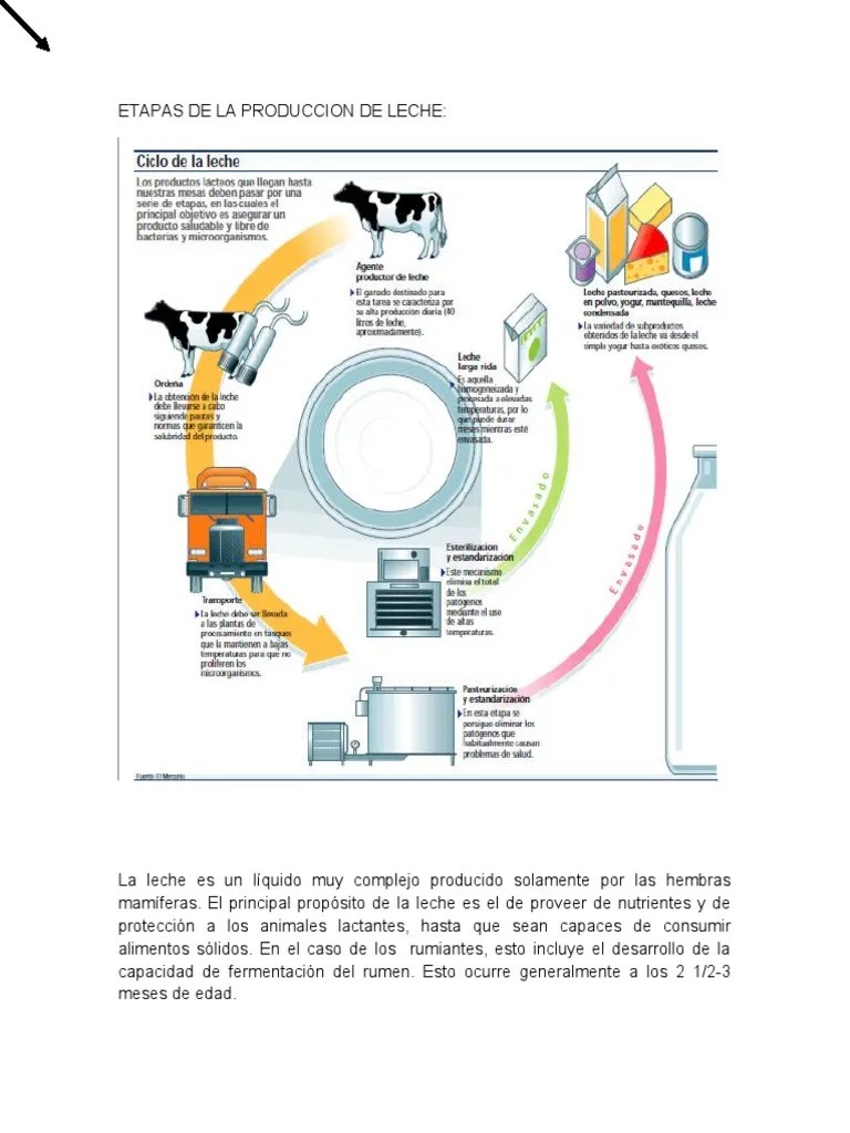 Etapas de La Produccion de Leche