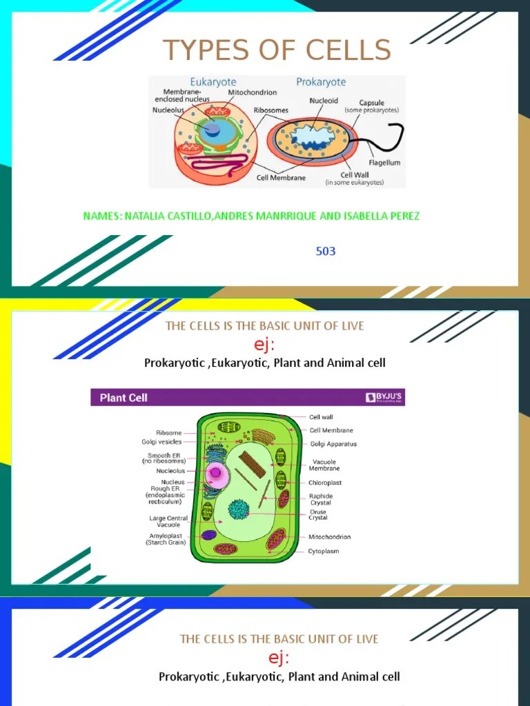 tipos de celula Biology Eukaryotes
