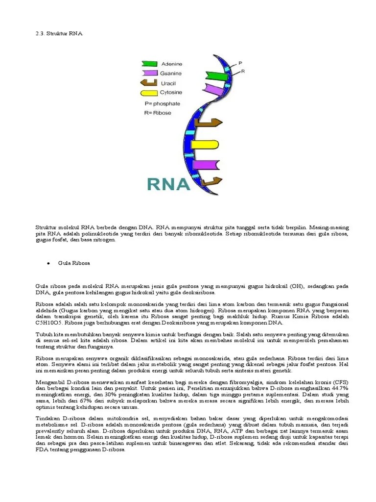 Tugas 8 Biokim | PDF