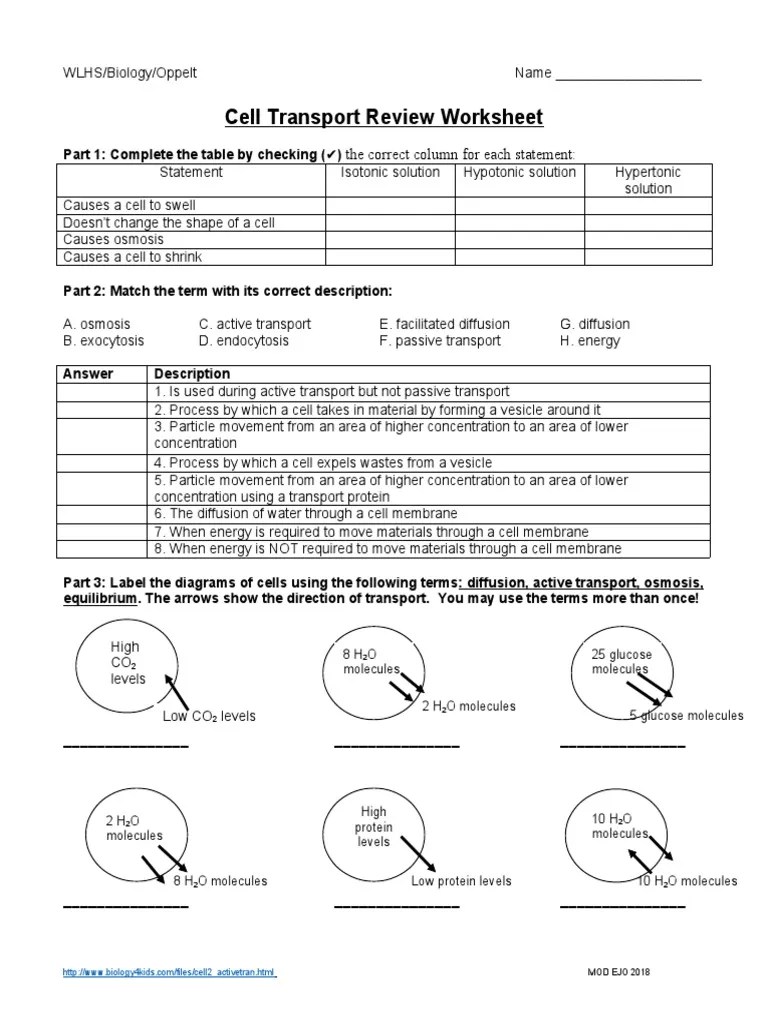 34 Cellular Transport Review Worksheet Answer Key support worksheet