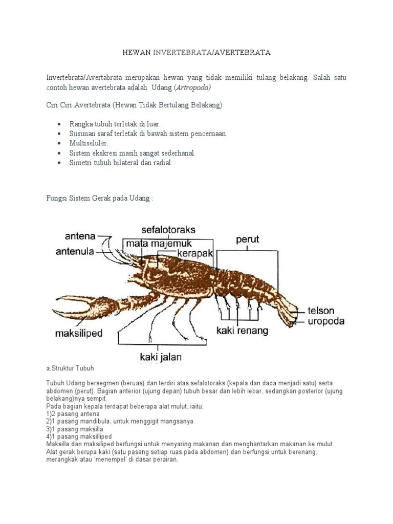 Hewan Avertebrata | PDF