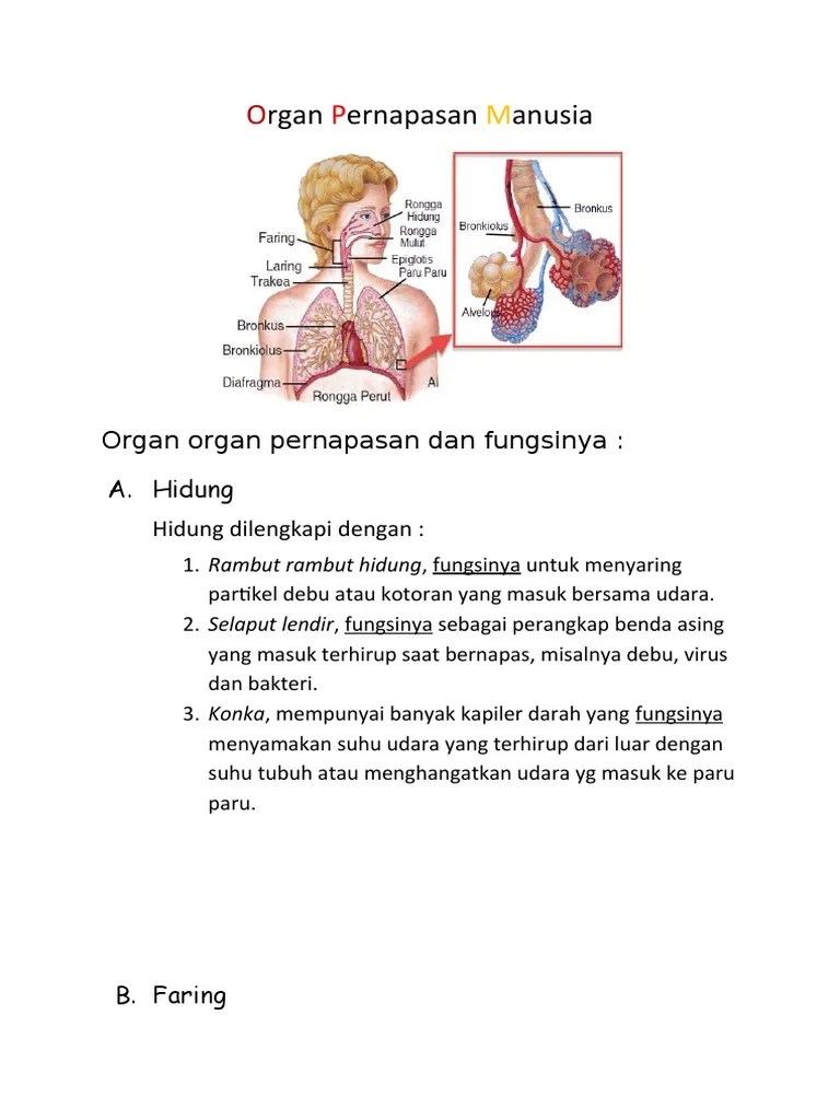 Organ Pernapasan Manusia | PDF