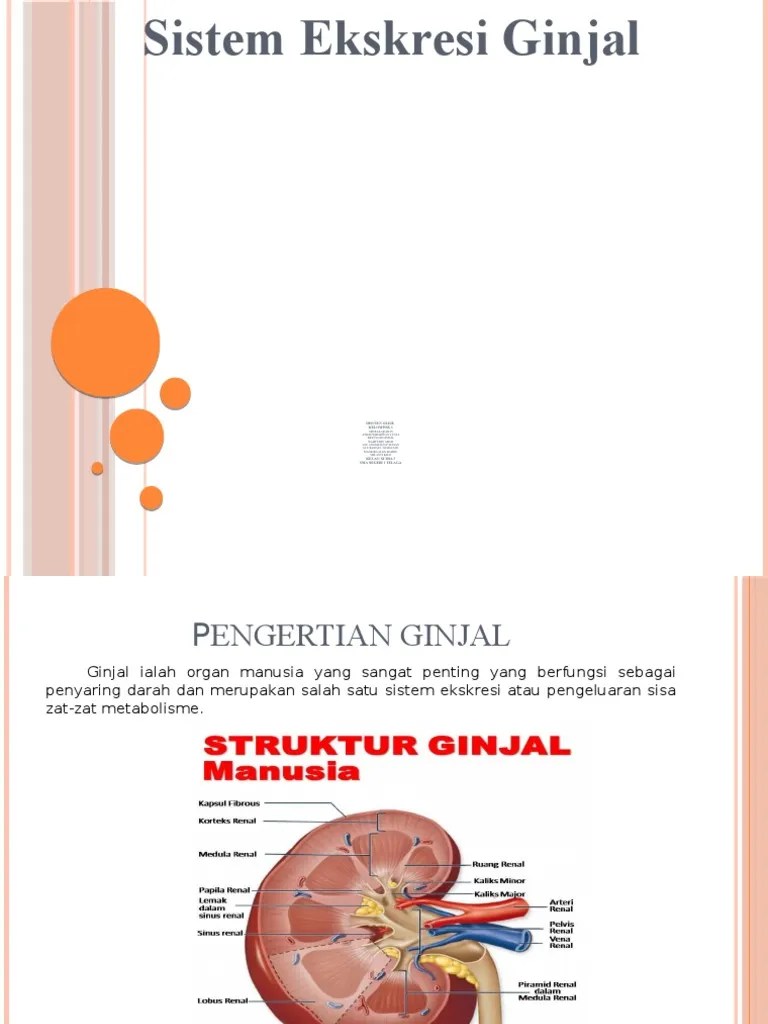 Ginjal | PDF
