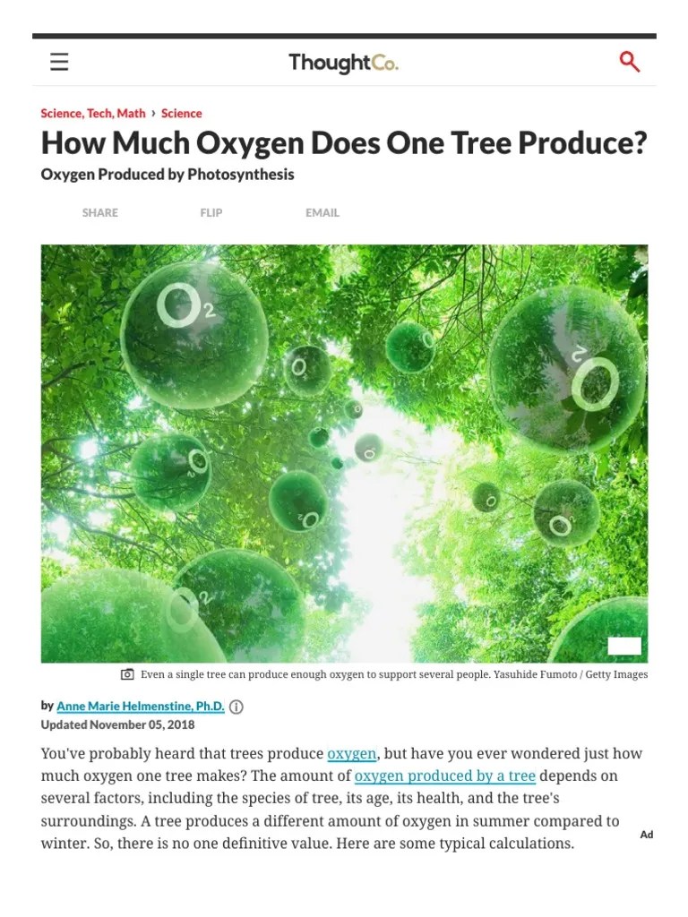 How Much Oxygen Does One Tree Produce PDF Oxygen Trees