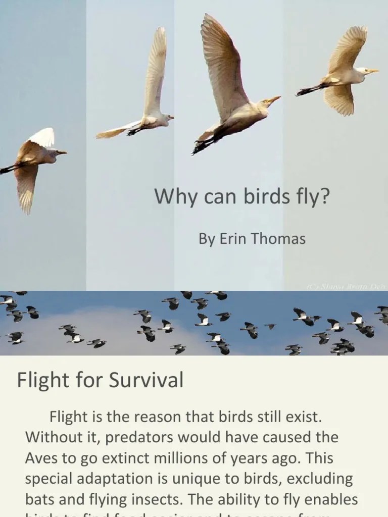 Why Can Birds Fly PP PDF