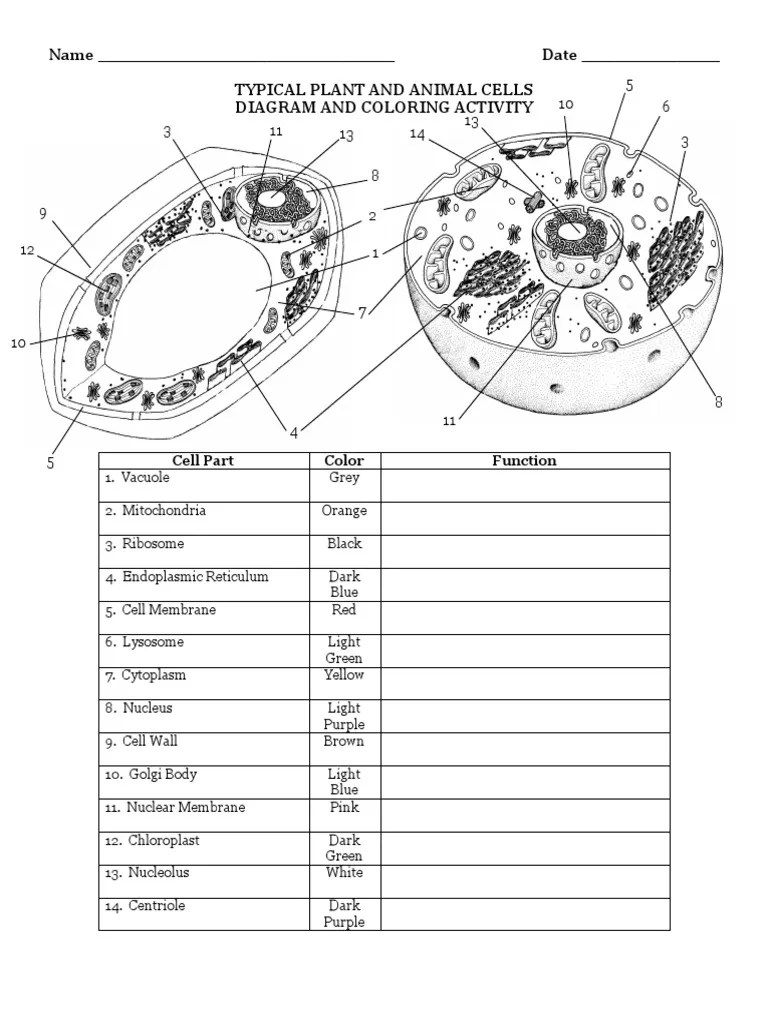 Cell Coloring Worksheet WD Answer Key PDF | PDF | Cell Nucleus | Lysosome