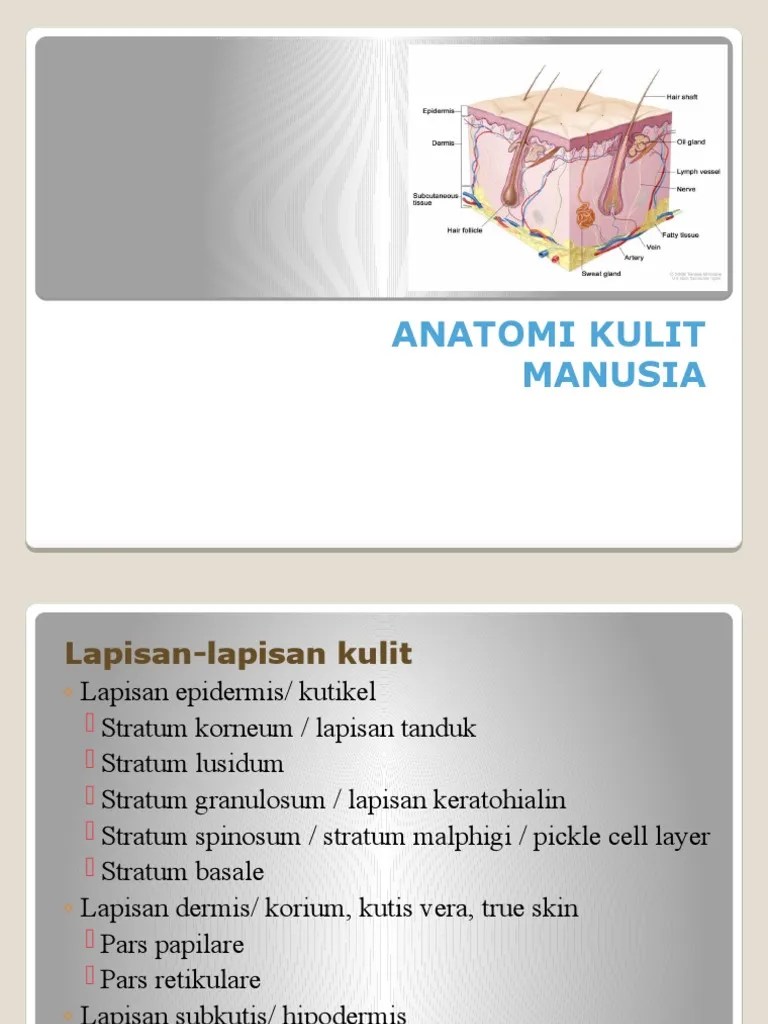 Anatomi - Kulit Stase Kulit Coass | PDF