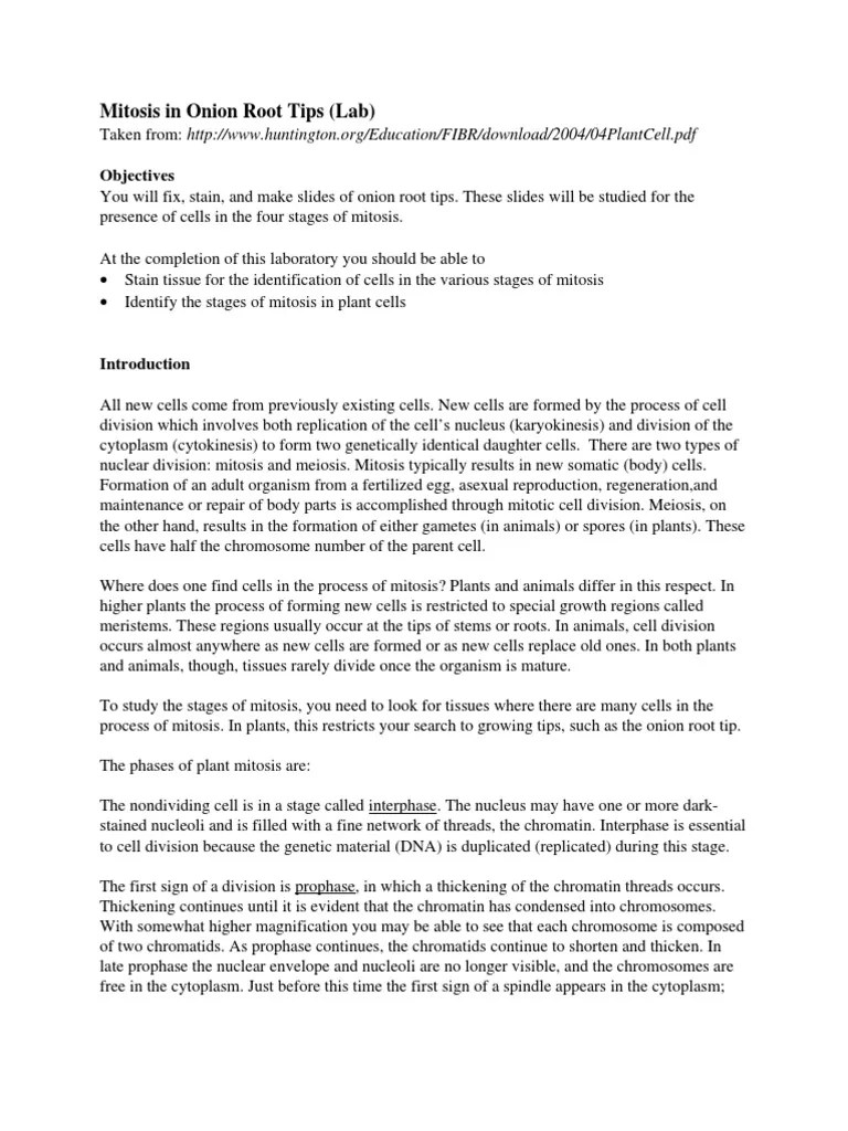 Mitosis in Onion Root Tips (Lab) : Objectives | PDF | Mitosis